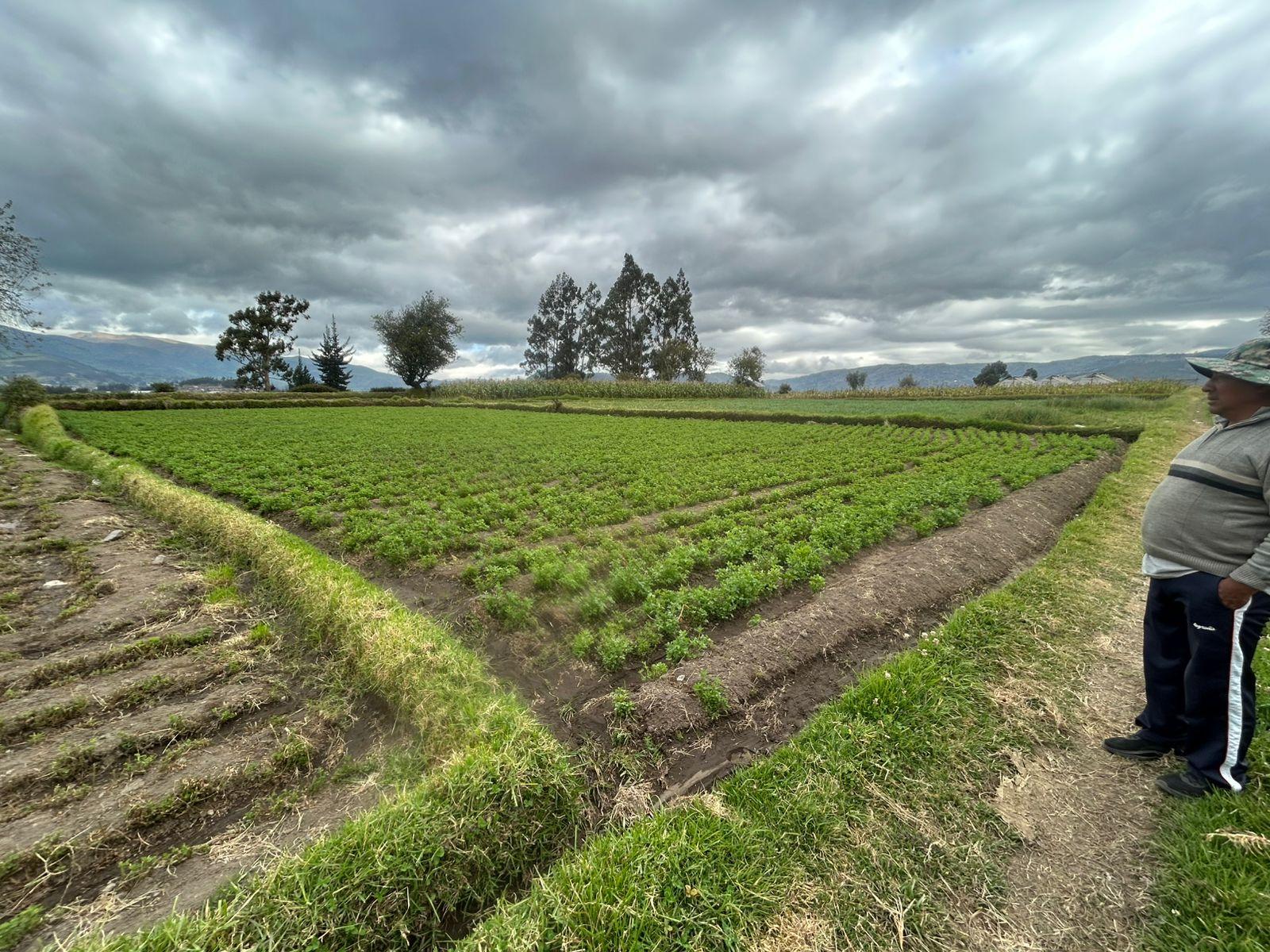 TERRENO AGRÍCOLA EN VENTA