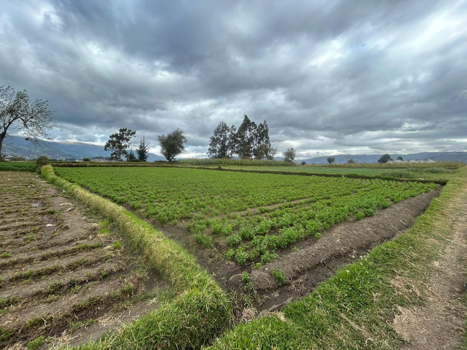 TERRENO AGRÍCOLA EN VENTA
